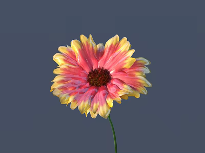 Vibrant Yellow and Pink Flower Bloom With Layered Petals and Dark Center 3d model