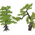 Two Lush Arbor Trees With Green Foliage And Sturdy Branching Trunks