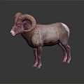 Bighorn Sheep With Large Curved Horns Standing On Reflective Dark Surface