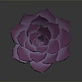 Purple Succulent Plant in Orange Terracotta Pot on Dark Background