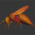 Vibrant Red and Orange Insect with Transparent Wings Shiny Body on Dark Background