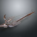 Anatomical Fish Skeleton Organ Structure Featuring Bone Framework And Details