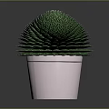 Lush Green Leafy Plant With Round Shape In Pink Pot For Indoor Decoration