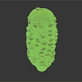 Detailed Organ Structure With Hair Like Protrusions And Natural Textured Surface
