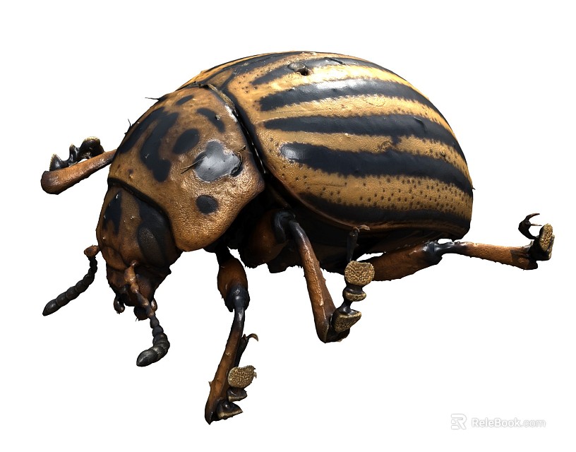 Flying Animal Black and Yellow Striped Beetle Insect with Hard Exoskeleton Body Structure 3d model 