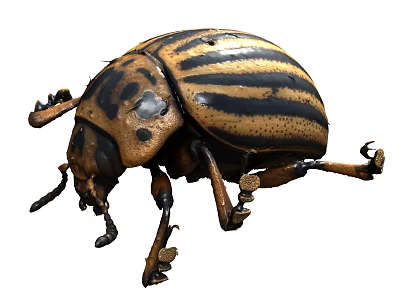 Flying Animal Black and Yellow Striped Beetle Insect with Hard Exoskeleton Body Structure 3d model