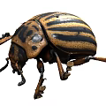 Flying Animal Black and Yellow Striped Beetle Insect with Hard Exoskeleton Body Structure