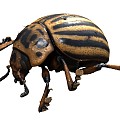 Modern Beetle Beetle Insect 3d model