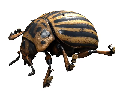 Flying Animal Black and Yellow Striped Beetle Insect with Hard Exoskeleton Body Structure 3d model