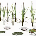 Lotus Flowers Lily Pads And Tall Reeds With Dragonfly In Water Garden Scene