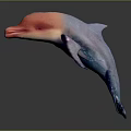 Vibrant Pink And Blue Gradient Dolphin Jumping In Mid Air With Smooth Surface Texture 3d model