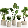Various Types of Bonsai Potted Green Plants in Different Sizes Beige Ceramic Pots
