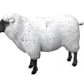 Isolated White Sheep With Thick Wool Black Legs And Black Facial Features