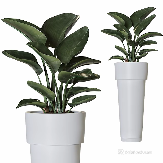 Indoor Green Plants In White Planters With Different Heights And Lush Leaves 3d model 
