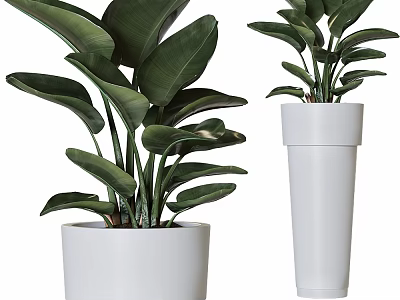 Indoor Green Plants In White Planters With Different Heights And Lush Leaves 3d model