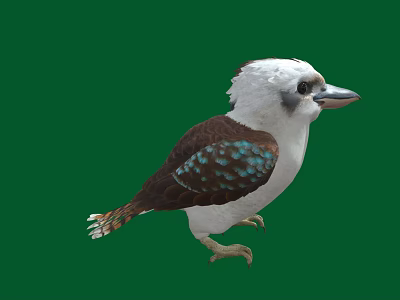 Colorful Bird with White Head Brown Body Blue Green Spotted Wings Standing on Green Background 3d model