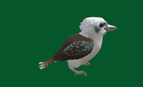 Modern Kingfisher 3d model