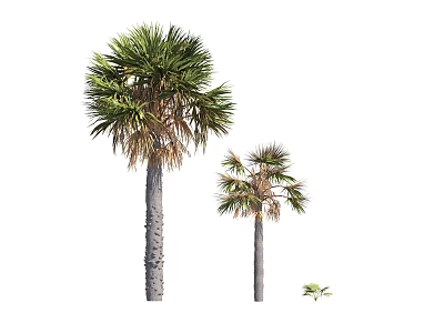Visual of Tall Medium and Small Palm Trees in Different Growth Stages 3d model