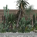 Variety of Succulent Plants and Cacti in Garden With Wooden Fence Background