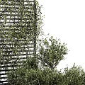 Lush Green Vines Growing On Wooden Lattice For Natural Garden Decor
