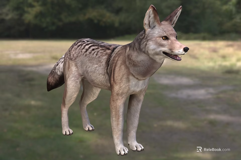 Wild Coyote Standing In A Grassland With Forest In Background 3d model 
