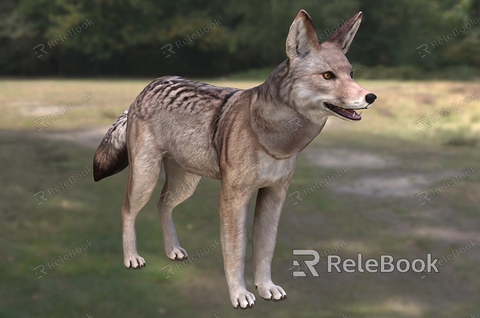 Coyote Coyote Coyote Grassland Wolf North American Coyote Wildlife Creatures model