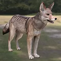 Wild Coyote Standing In A Grassland With Forest In Background 3d model