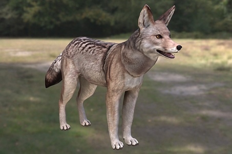 Coyote Grassland Wolf North American Coyote Wildlife Creatures 3d model