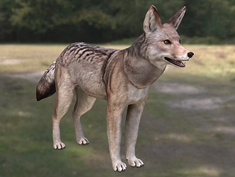 Coyote Grassland Wolf North American Coyote Wildlife Creatures 3d model