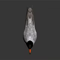 Bird With Black Head Orange Beak Gray Body And Red Feet Standing