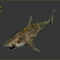 Brown Shark with Yellow Stripes Open Mouth Showing Sharp Teeth on Gray Background 3d model