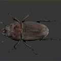 Shiny Dark Beetle With Purple Red Tinted Elytra And Long Antennae On Gray Background