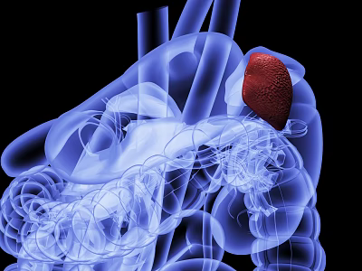 Abdominal Organs 3D Rendering Showing Liver Intestines And Anatomical Structure 3d model