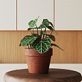 Modern Potted Plant 3d model