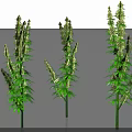 Three Tall Green Cannabis Plants With Leafy Branches And Buds