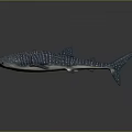 Whale Shark 3D Rendered Model With Blue Body White Spots On Gray Gradient Background