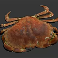 Red Cooked Crab With Shiny Shell And Large Claws On Dark Background With Reflection