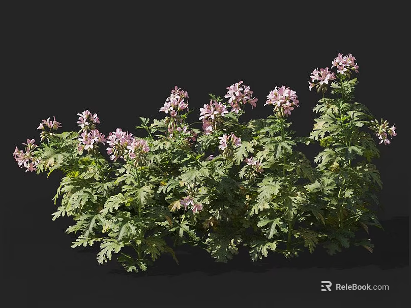 Lush Plant with Feathery Green Leaves and Clustered Pink Blooms Against Black Background 3d model 
