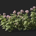 Lush Plant with Feathery Green Leaves and Clustered Pink Blooms Against Black Background