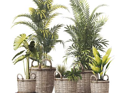 Indoor Decorative Bonsai Potted Plants With Woven Basket Planters And Green Foliage 3d model