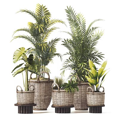 Indoor Decorative Bonsai Potted Plants With Woven Basket Planters And Green Foliage 3d model