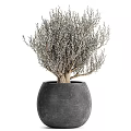Elegant Bonsai Plants in Black Pots with Exposed Roots and Grayish Branches for Indoor Decor