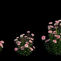 Beautiful Pink And White Blooming Flowers With Lush Green Leaves In Garden