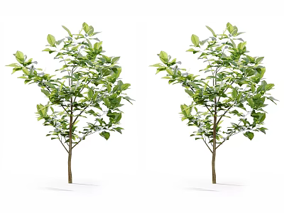 Two Green Trees with Lush Leaves and Slender Trunks on White Bases in White Setting 3d model