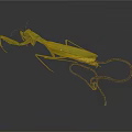 Green Praying Mantis With Long Legs And Curved Tail On Dark Background