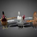 Three Colorful Chickens Standing With Spread Wings Against Gray Background Feathers And Red Combs