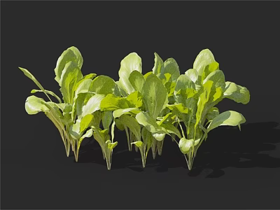 Fresh Green Leafy Vegetables With Vibrant Leaves And Tender Stems 3d model