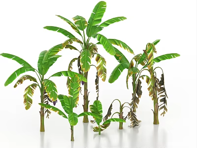 Multiple Banana Trees With Green Leaves And Yellowing Foliage In Natural Arrangement 3d model