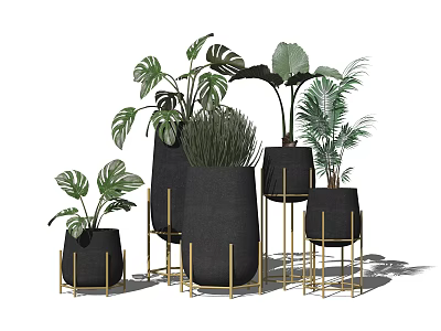 Various Bonsai Potted Plants With Black Planters And Gold Stands For Home Decor 3d model