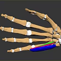 Human Hand Bones 3D Anatomical Model With Blue Green Muscles And Ligaments